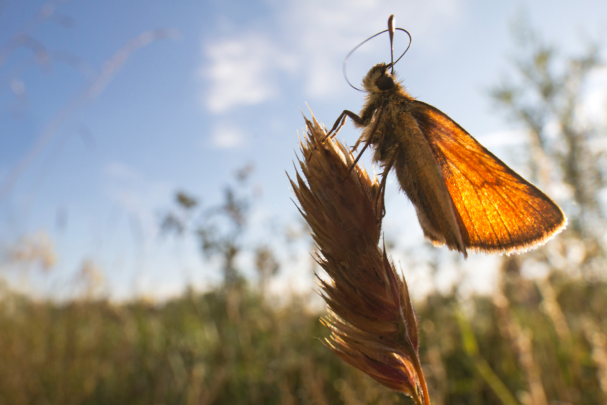 Small Skipper wideangle 1